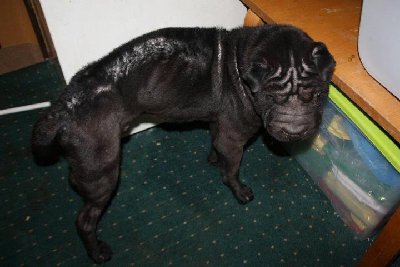 shar pei.jpg